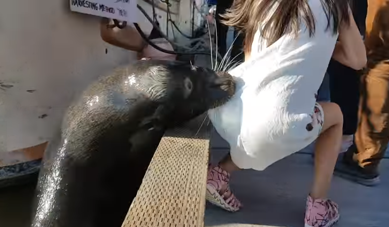 Sea lion grabs girl off dock, pulls her into harbor