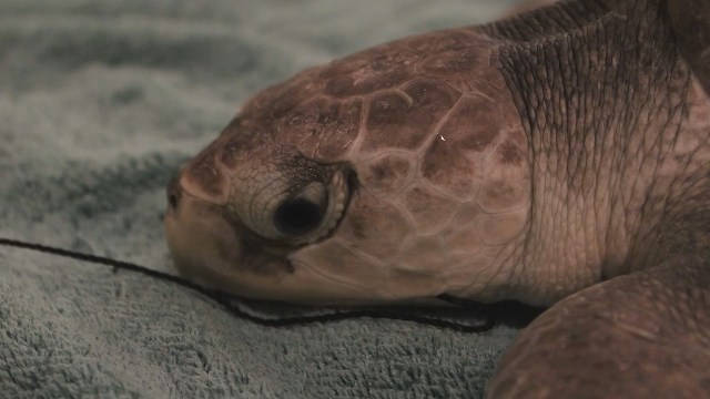 Sea turtle caught in shrimp trawl now back in the wild