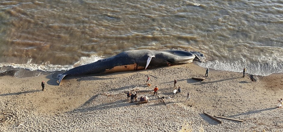 Carcass of 79-foot blue whale washes ashore in California