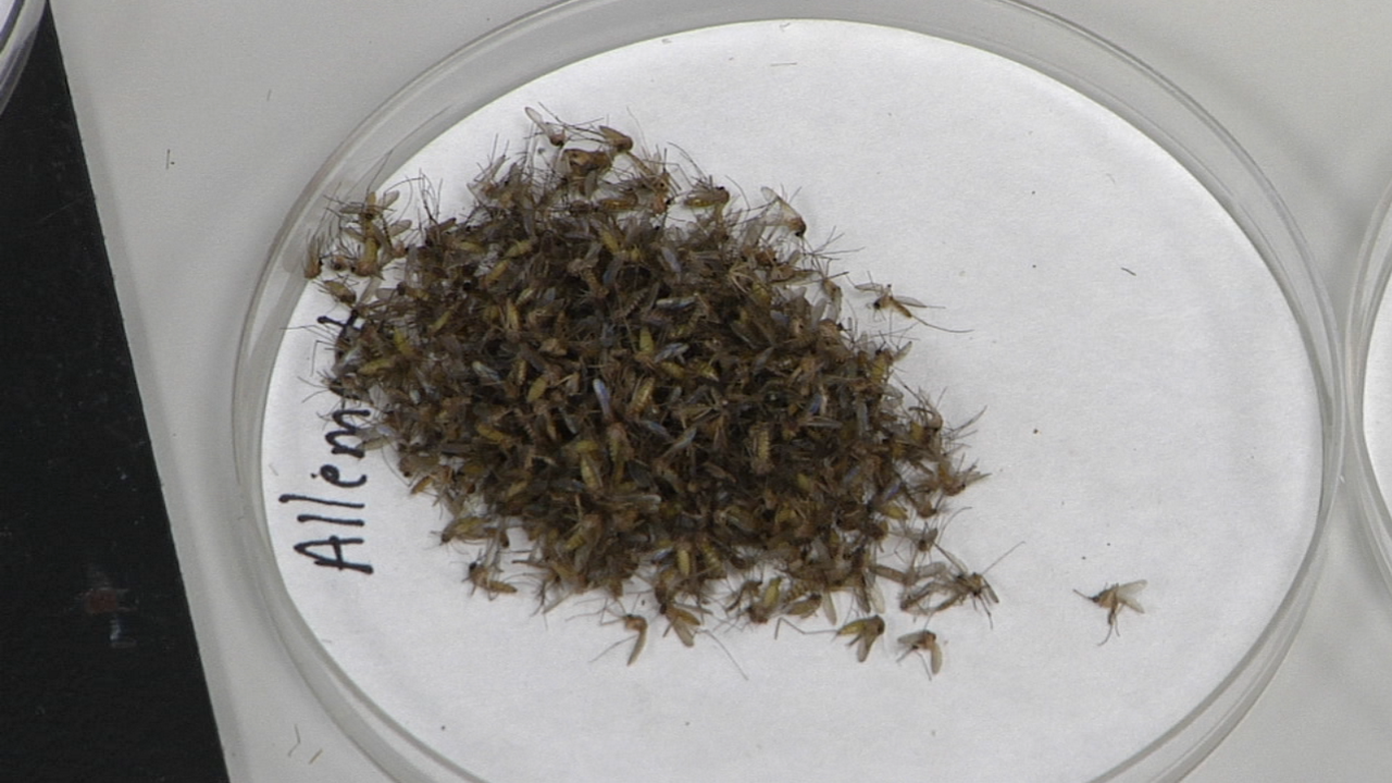 Mosquitoes infected with West Nile found in West Baton Rouge Parish