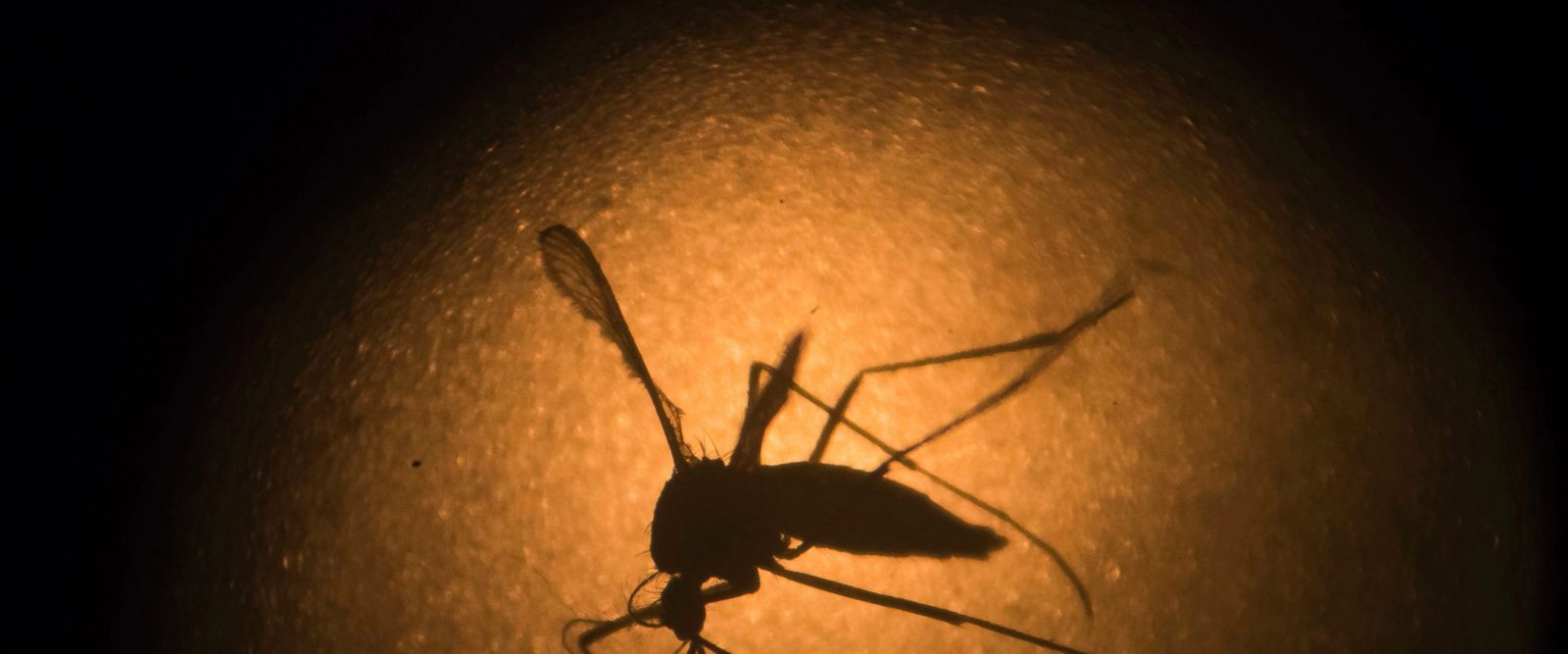 First cases of Zika virus reported in India