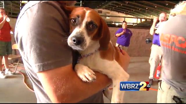 Louisiana creating second mobile pet shelter for evacuations
