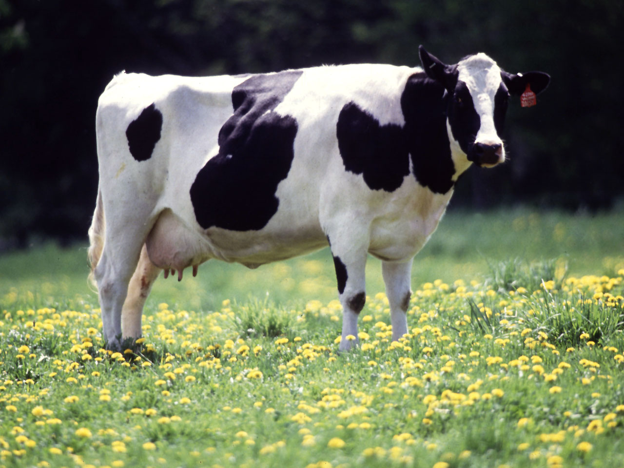 Rogue cow injures Mississippi woman before being recaptured