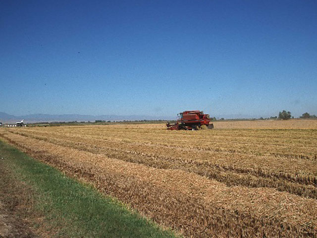 Louisiana floods in August affecting seed rice now