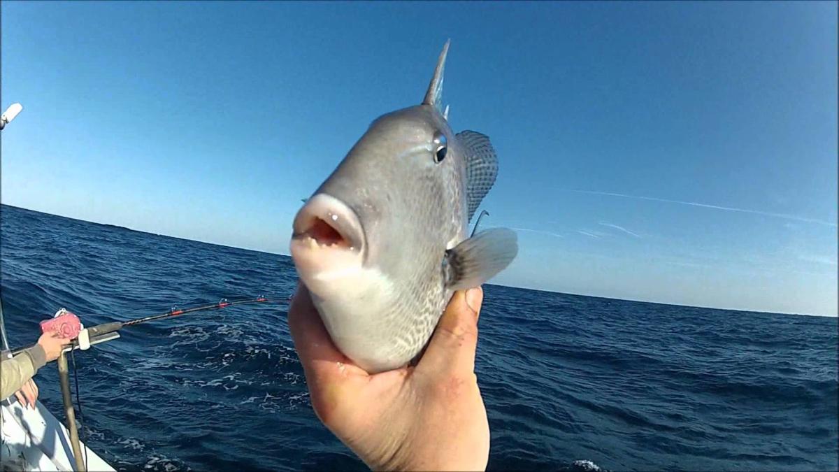State's gray triggerfish season will remain closed for 2017