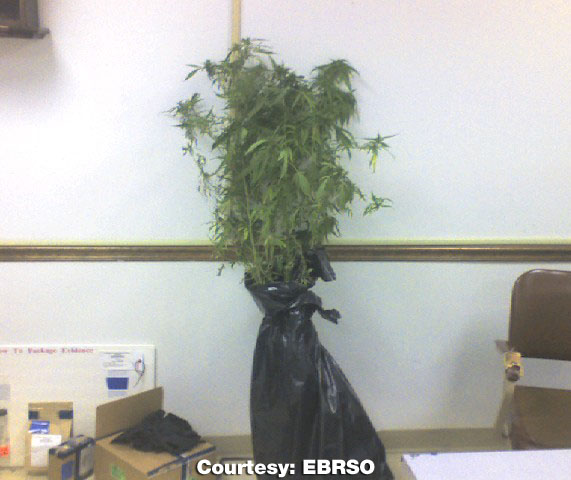 Pics Of Weed Plants. plants, 58 grams of weed,