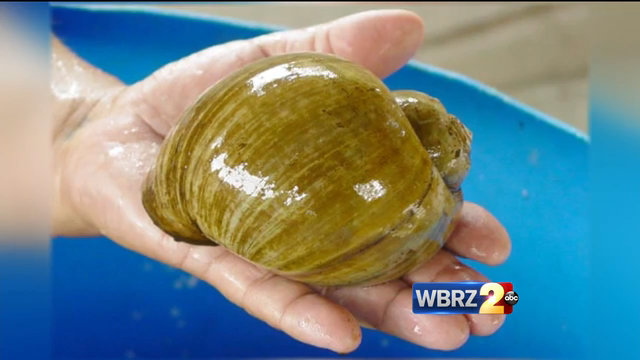 Giant snail poses danger to Louisiana rice farmers
