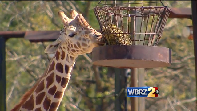 No timetable to replace giraffes at Baton Rouge Zoo