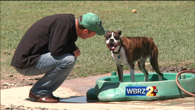 Doggone: Lawmakers don't throw dog lovers a bone; no human, pet co-burial yet