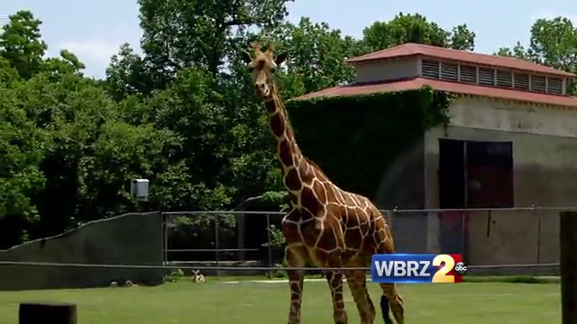 BR zoo takes WBRZ behind the scenes after animal deaths