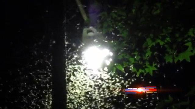 Formosan termite infestations growing in Baton Rouge