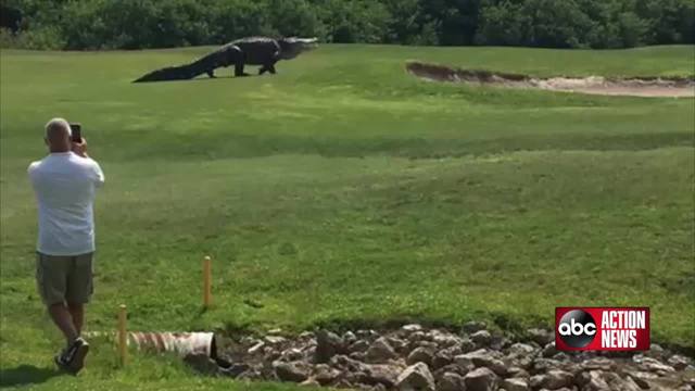 Monster-size alligator big attraction at Florida golf course