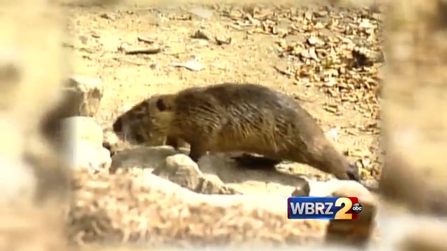 Ascension Parish seeing nutria problem