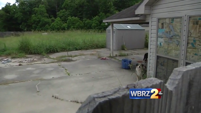 Three dogs living alone, cause concern among neighbors