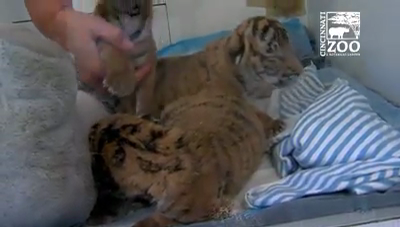 Zoo staff feeding, warming 3 newborn Malayan tigers